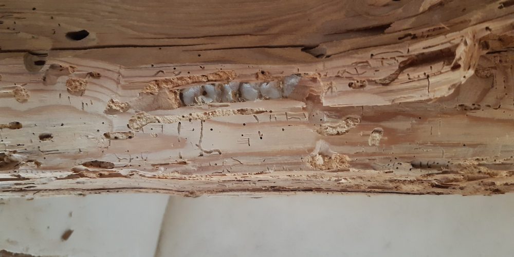 traitement charpentes