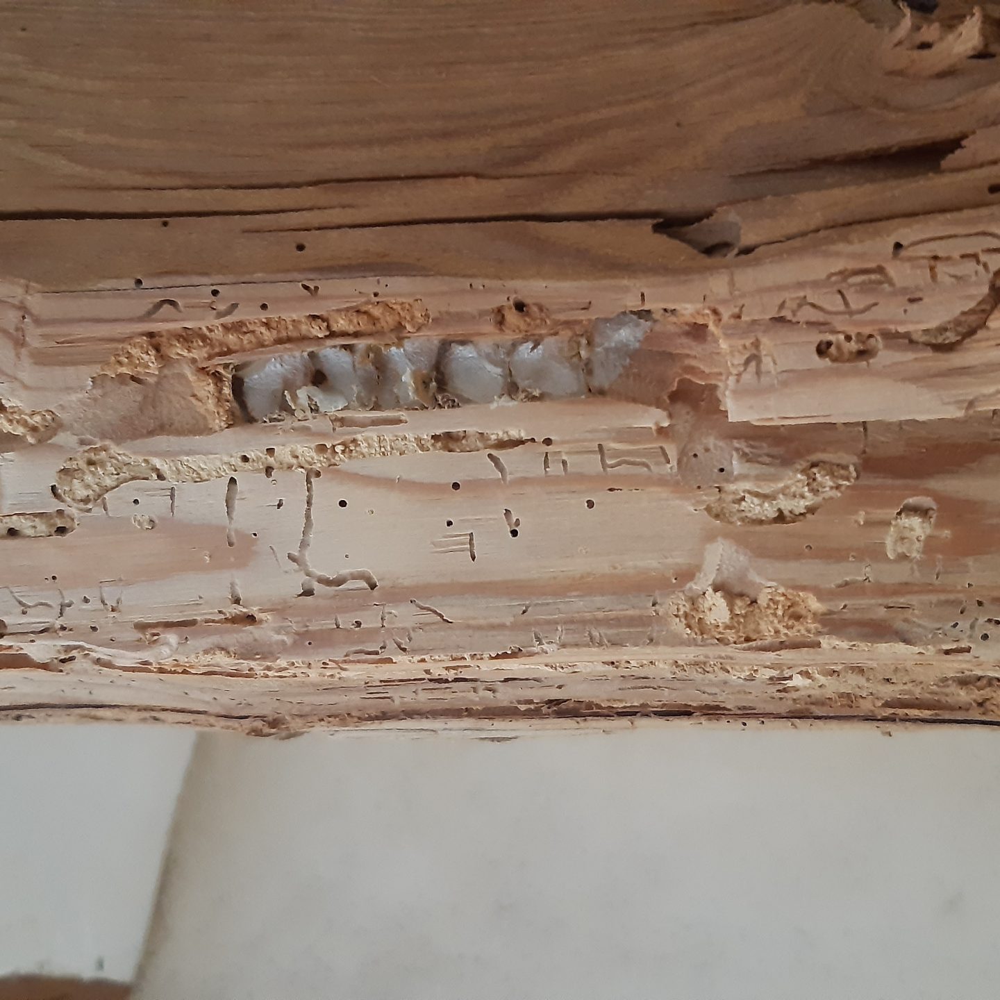 traitement charpentes