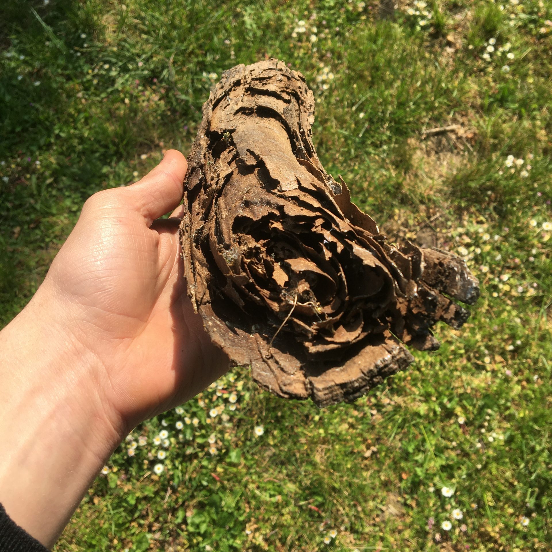 dégâts de termites