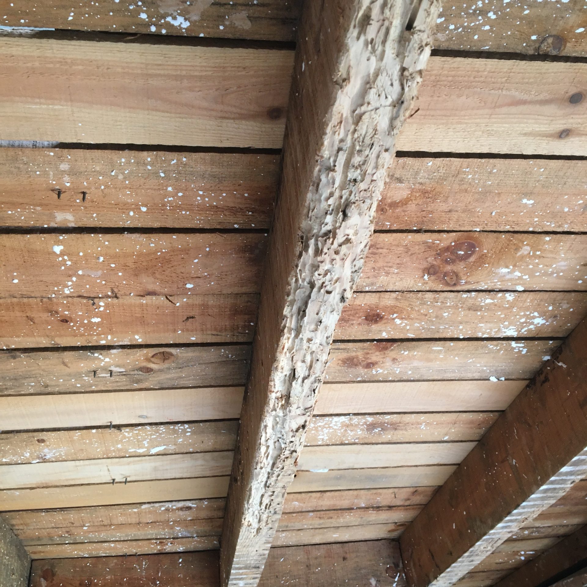 traitement charpentes