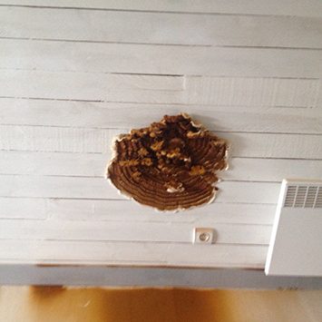 champignon lignivore