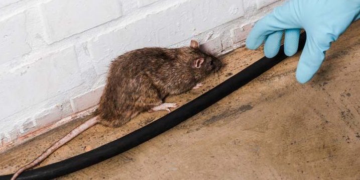 dératisation